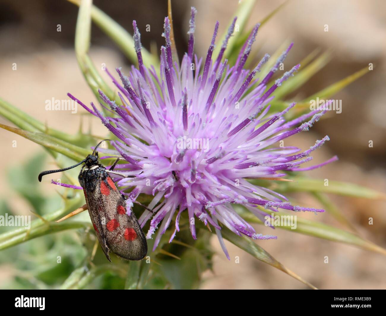 Burnett (Corse Corse / Mesembrynus Zygaena corse) d'une espèce endémique de Corse et Sardaigne sur thistle fleurs, NP Gennargentu Sardaigne Banque D'Images