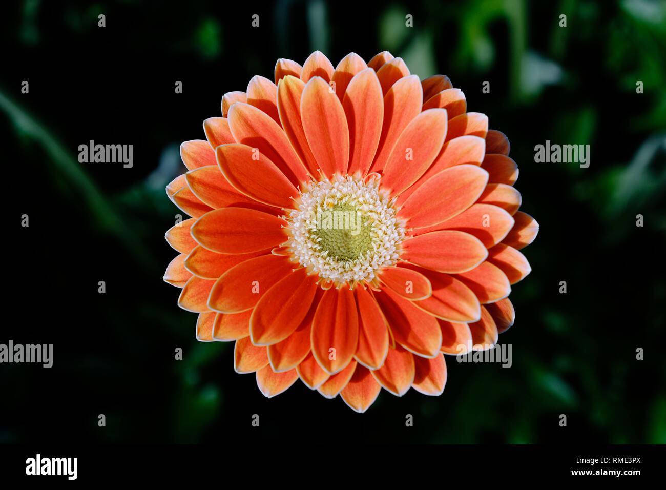 Belle fleur gerbera orange sur un jour nuageux Banque D'Images