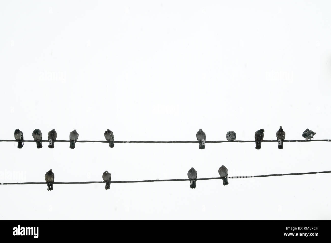 Pigeons sur un câble électrique sur fond blanc. Banque D'Images