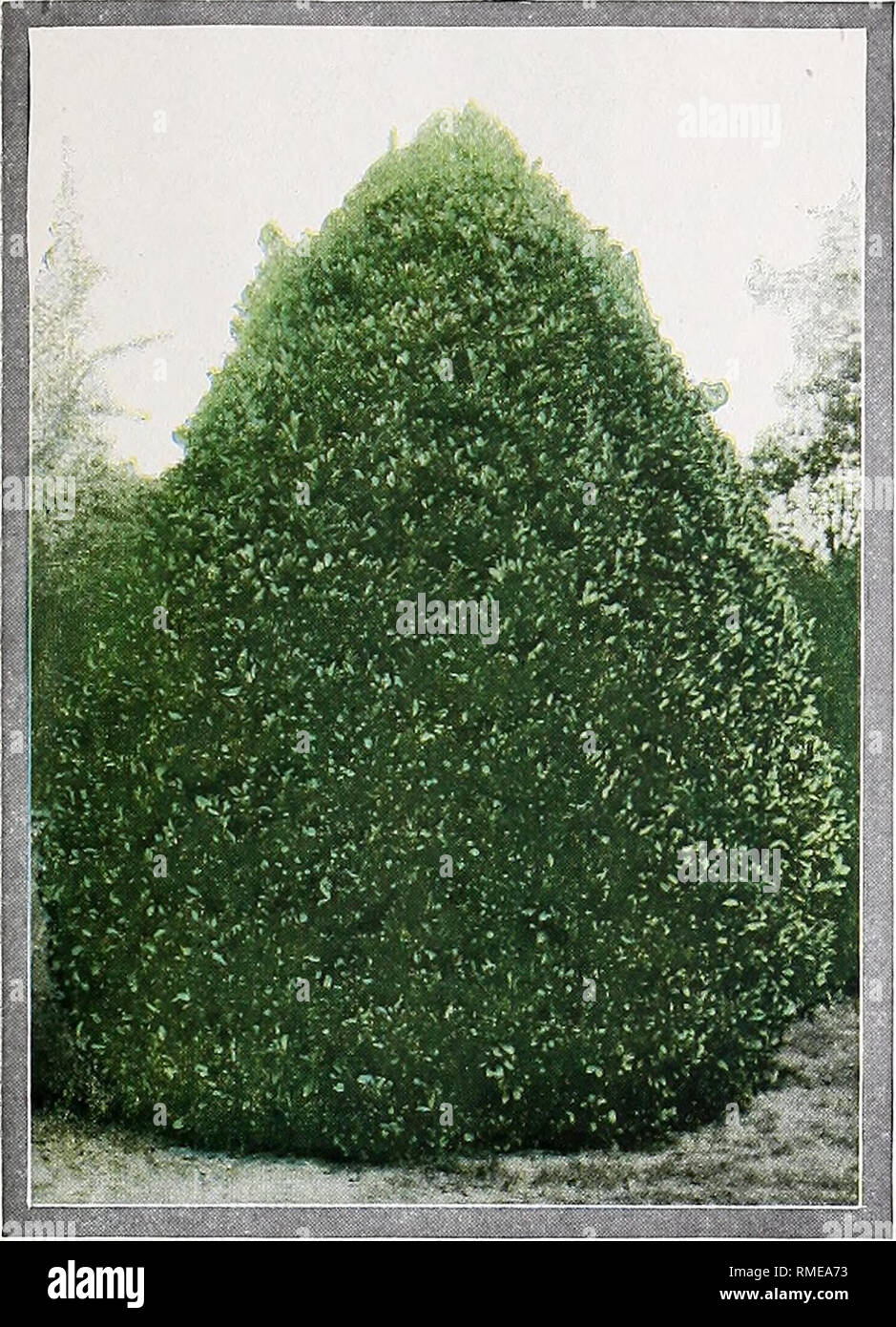 Prunus caroliniana Banque de photographies et d'images à haute résolution -  Alamy