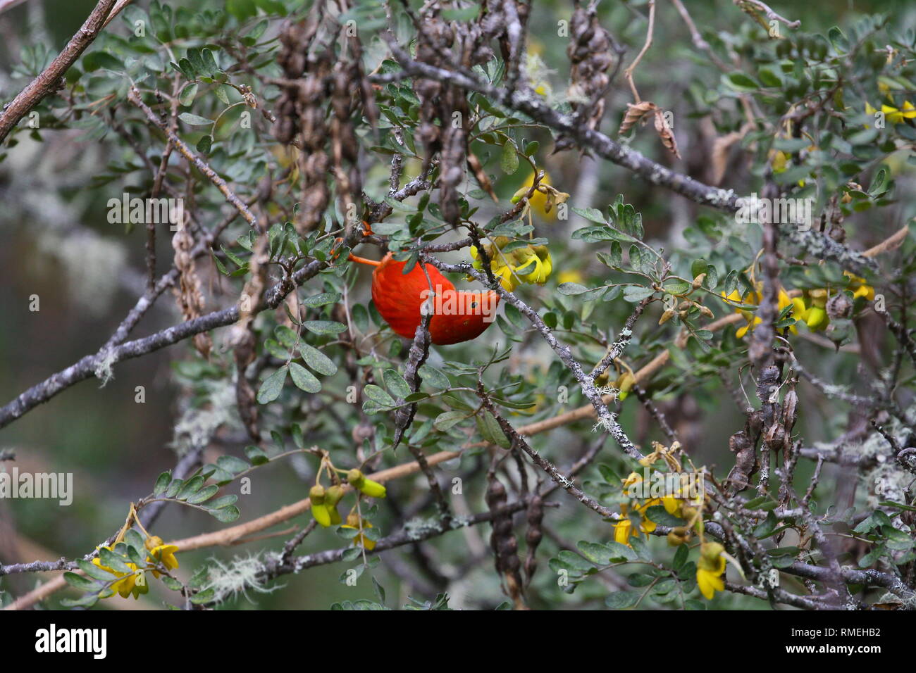 Le ʻIʻiwi (Drepanis coccinea, prononcé/iːˈiːviː/, ee-ee-vee), ou scarlet honeycreeper est un 'hummingbird' niched-espèces d'Hawaiian honeycreeper Banque D'Images