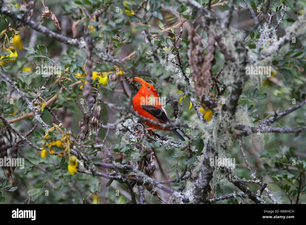 Le ʻIʻiwi (Drepanis coccinea, prononcé/iːˈiːviː/, ee-ee-vee), ou scarlet honeycreeper est un 'hummingbird' niched-espèces d'Hawaiian honeycreeper Banque D'Images