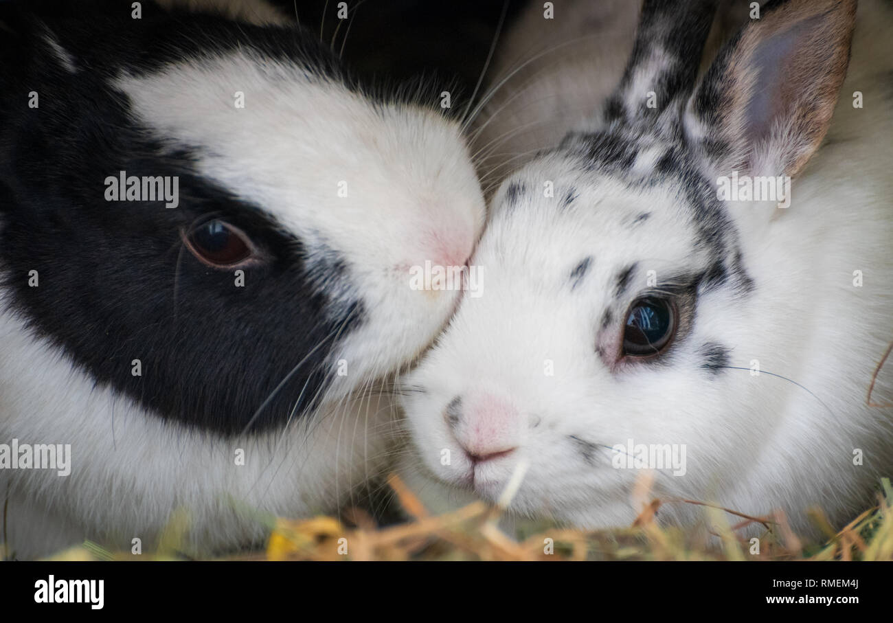 Les lapins câlins Banque D'Images
