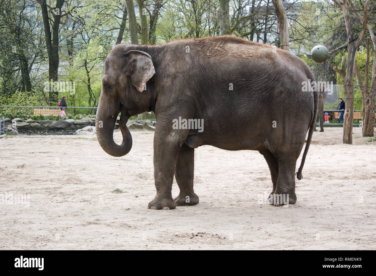 Beaux éléphants debout dans le zoo de Berlin. Banque D'Images