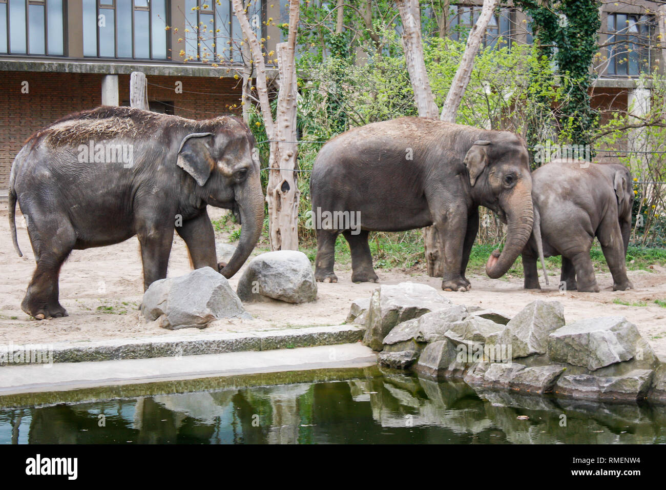 Beaux éléphants debout dans le zoo de Berlin. Banque D'Images