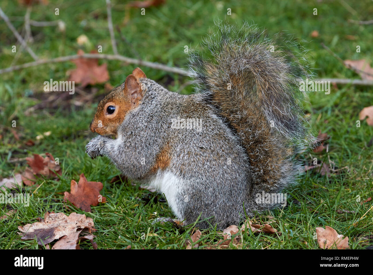 Écureuil gris, f. Sciuridae, Sciurus carolinensis Banque D'Images