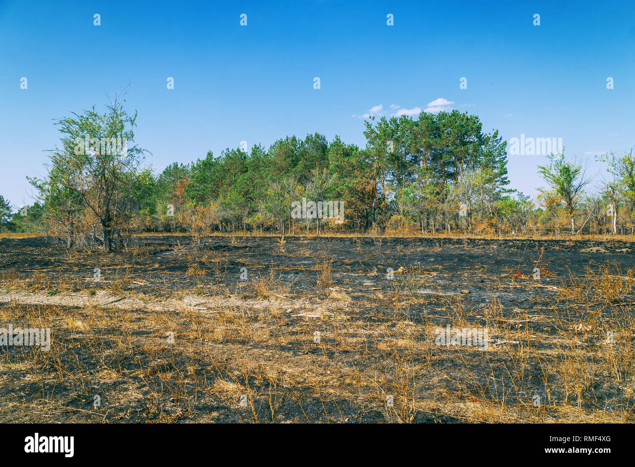 Scorched prairie en face de la forêt. Les vapeurs de la forêt. Soft focus Banque D'Images