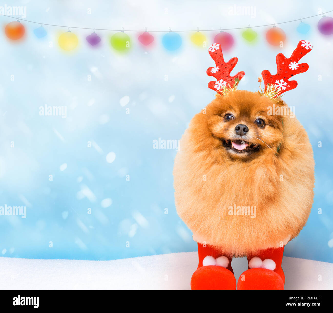 Funny dog avec Сhristmas decoration Banque D'Images