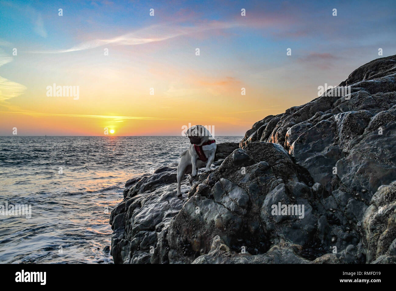 Newlyn, Cornwall, UK. Feb 15, 2019. Météo britannique. C'était un lever de couleurs chaudes Mounts Bay ce matin, vu par le photographe et son Carlin, Titan, ce matin. Crédit : Simon Maycock/Alamy Live News Banque D'Images