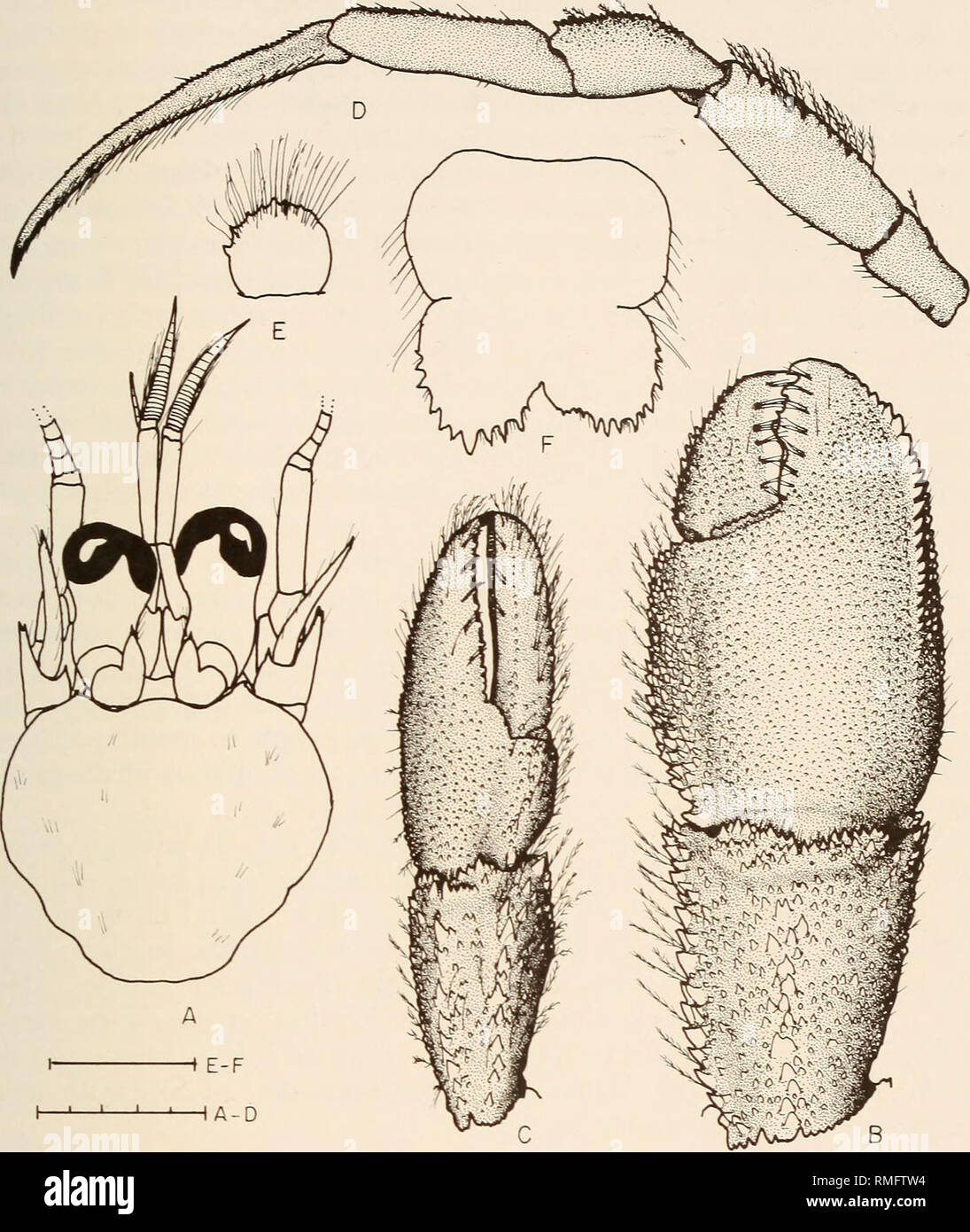 . Annales du Musée de l'Afrique du Sud  = Annale van die Suid-Afrikaanse Museum. L'histoire naturelle. L'ERMITE DE SUD-EST DE L'AFRIQUE DU SUD 325. Fig. 5. Pagurus prideaux Leach, 1815, 9 femelles ovigères (5,9 mm) de Meiring Naude succ XX91 (USNM 276079). A. Protection et appendices céphaliques. B. Chela et carpe droit d'cheliped. C. Chela et carpe de cheliped gauche. D. Troisième gauche pereopod (vue latérale). E. lobe antérieur de sternite pereopods de troisième. F. Telson. Pèse-personne E, F, 1,0 mm ; A-D, 5,0 mm. Meiring Naude succ XX114, 29°56.2'S 31°10'E, 88 m, 9 juillet 1986. RMNH, 16 (4.0 mm) ; Meiring Naude succ XX115 Banque D'Images