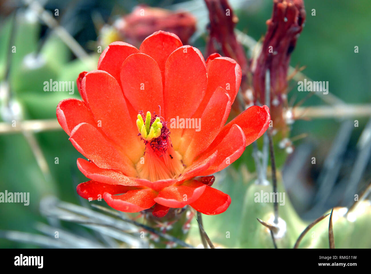 Un gros plan de la fleur de cactus hérisson jaune montre l'intérieur d'orange et des étamines pétales. Banque D'Images