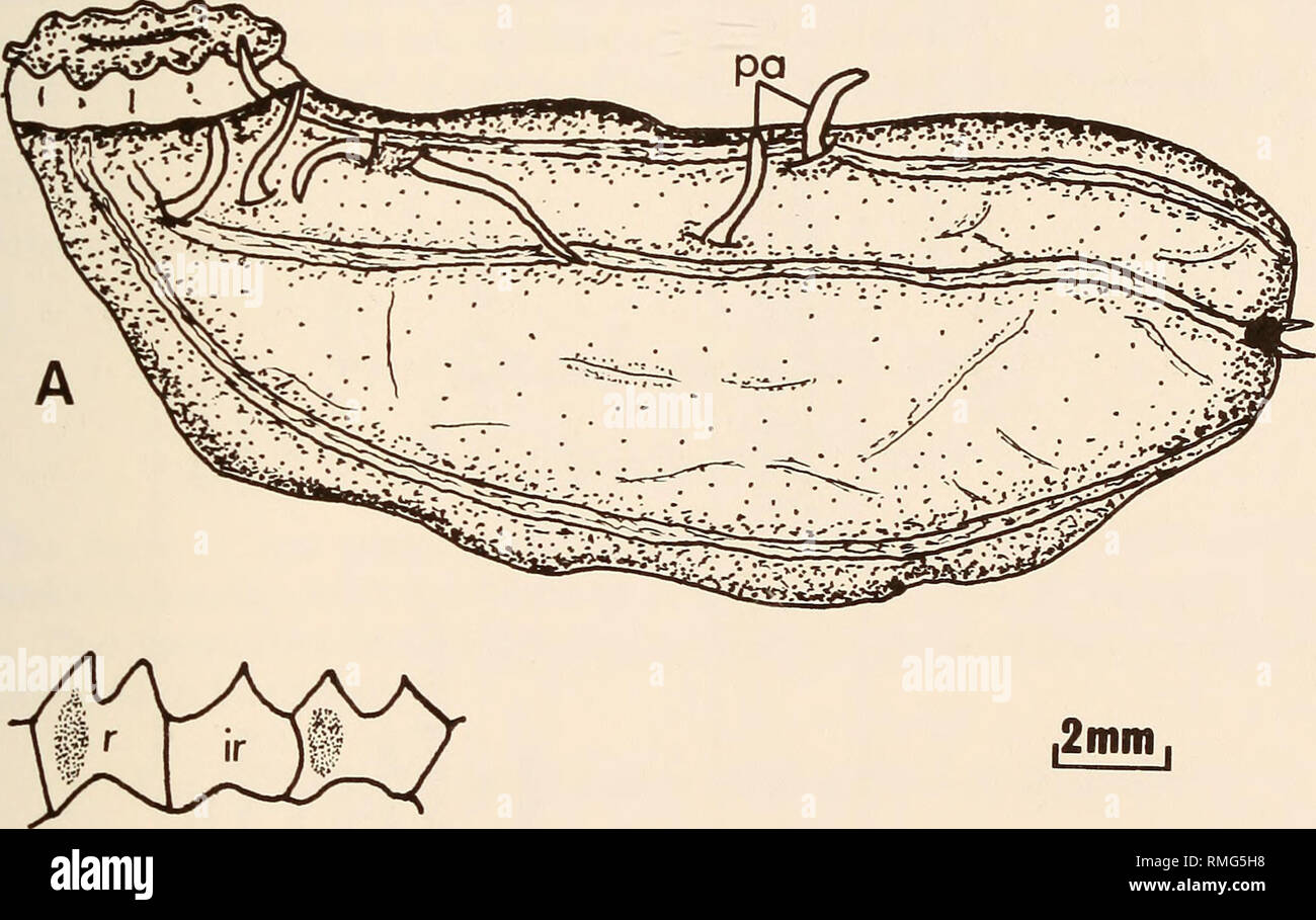 . Annales du Musée de l'Afrique du Sud  = Annale van die Suid-Afrikaanse Museum. L'histoire naturelle. Les holothurides EN HAUTE MER AU LARGE DE LA PÉNINSULE DU CAP, AFRIQUE DU SUD 397 et légèrement retroussé. Peau fine, translucide, nervuré. Anneau calcaire clairement visibles à travers la paroi du corps. Papilles dorsales-seulement cinq identifiés avec certitude. Une papille-comme la structure sur la peau couvrant l'anneau calcaire peut représenter les papille. Des papilles dorsales cinq, trois situé en avant, et deux au milieu du corps. Une papille-comme la structure derrière les trois papilles antérieure peut représenter un sixième pa Banque D'Images