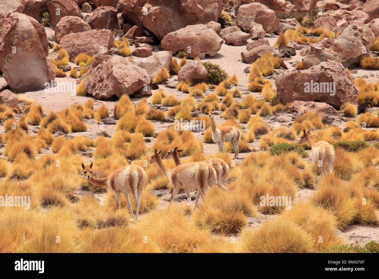 Région d'Antofagasta, Chili, Désert d'Atacama, vigognes vicugna vicugna,, Banque D'Images