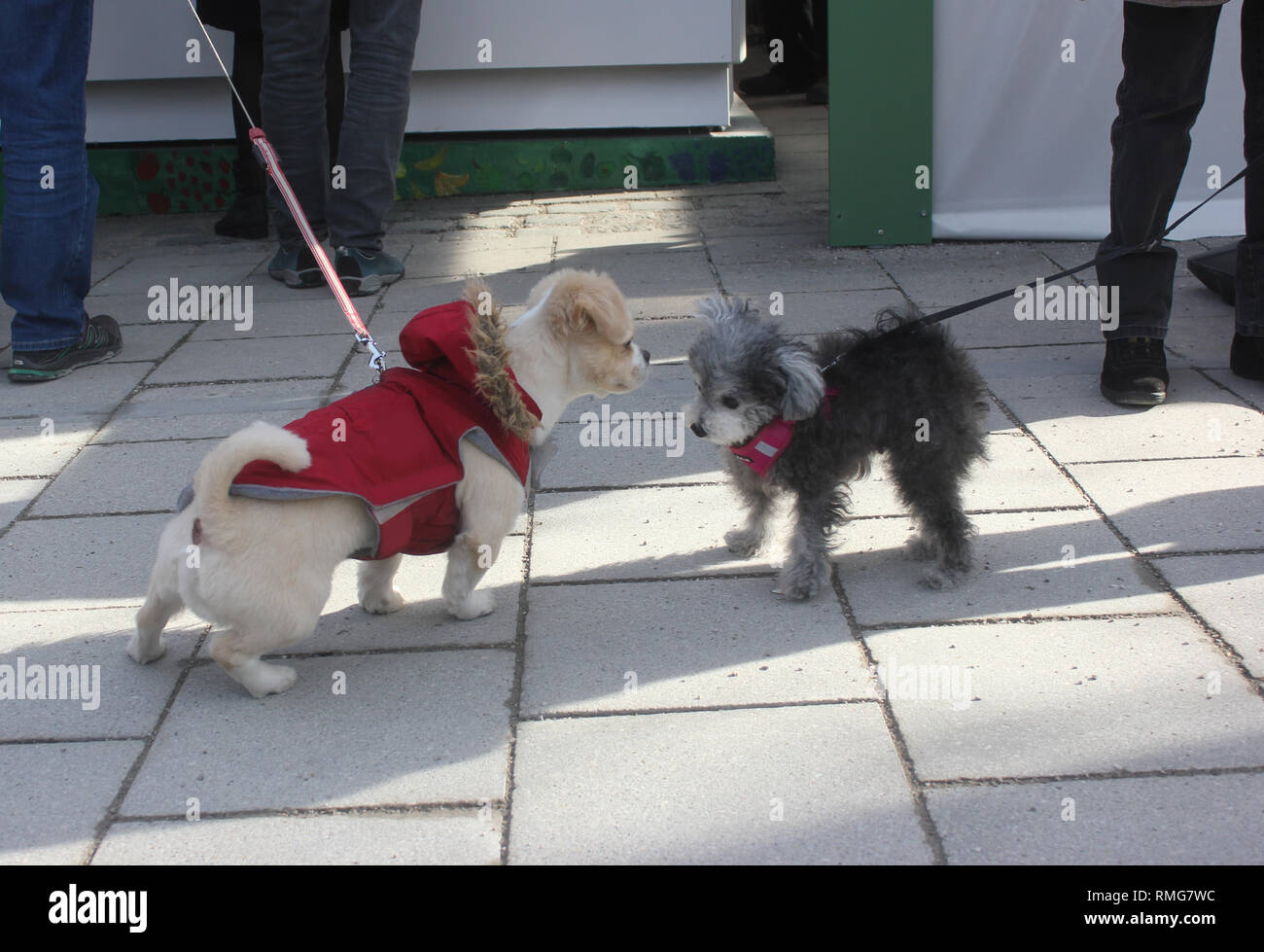 Toy poodle meeting Chihuahua Mix, sniffling l'un à l'autre. Banque D'Images