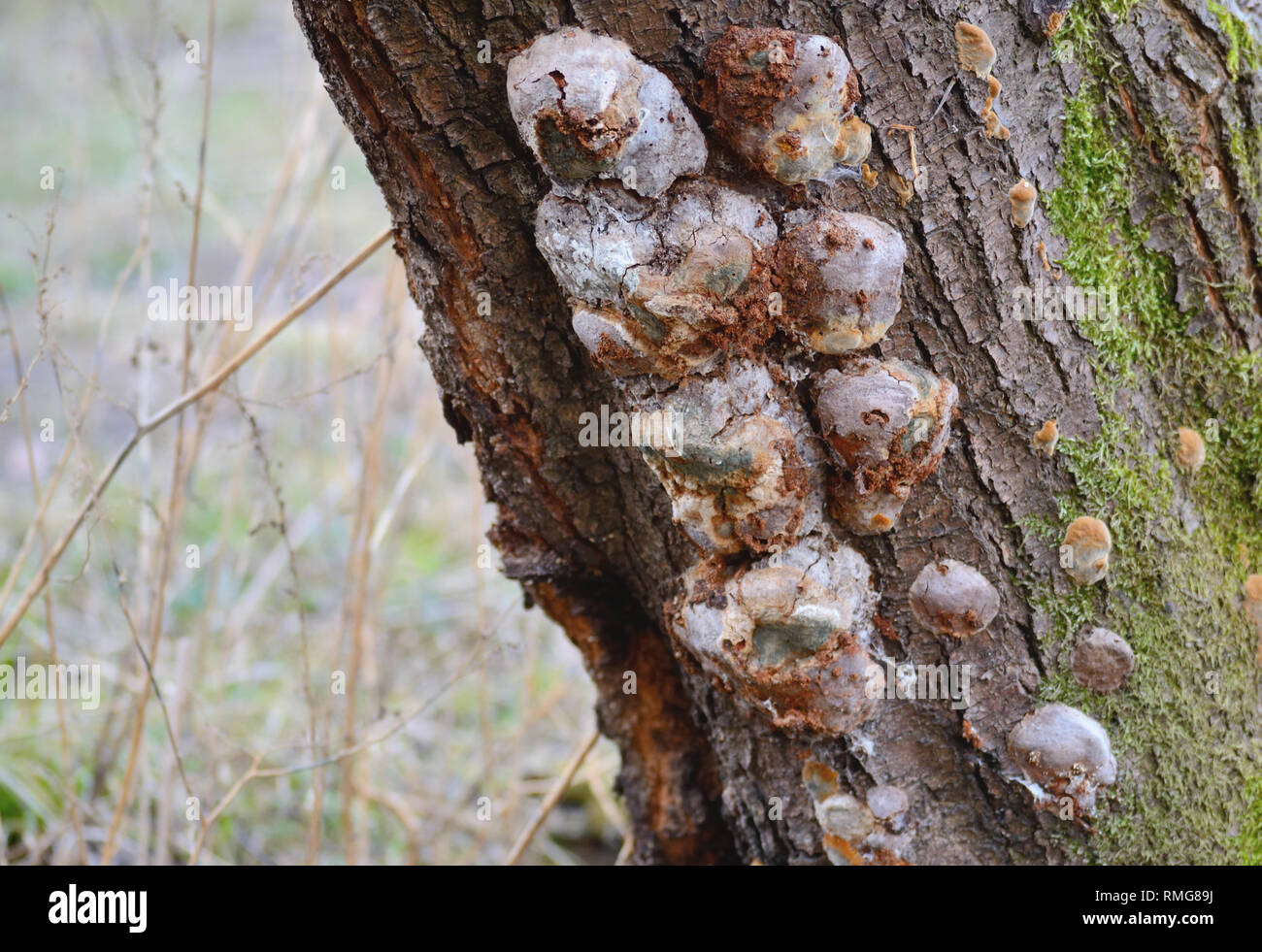 Mousse et champignons poussant sur un prunier Banque D'Images