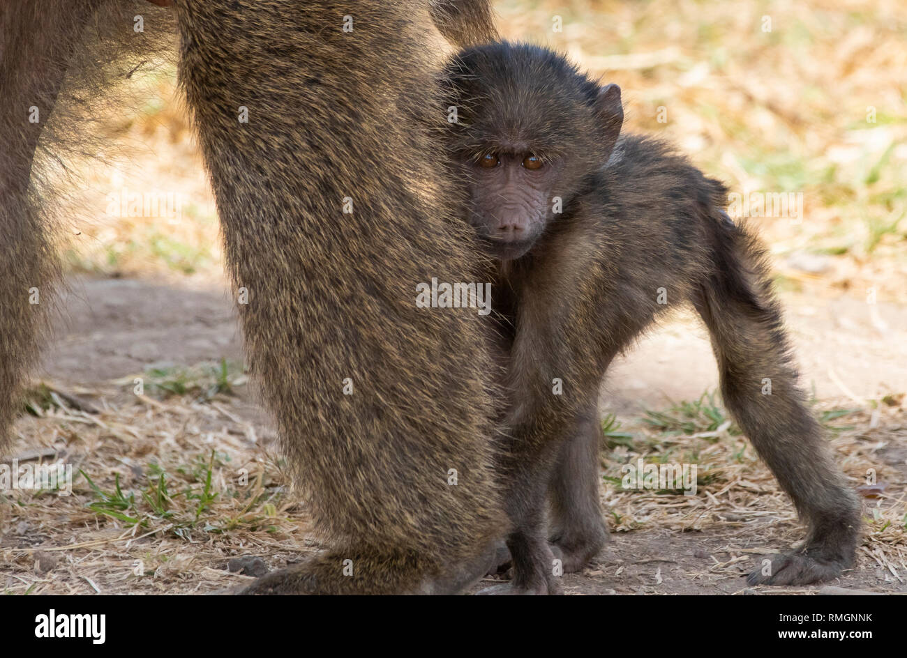 Un bably, Babouin Olive Papio anubis, se trouve à côté de l'adulte dans le cratère du Ngorongoro, Ngorongoro Conservation Area, Tanzania Banque D'Images