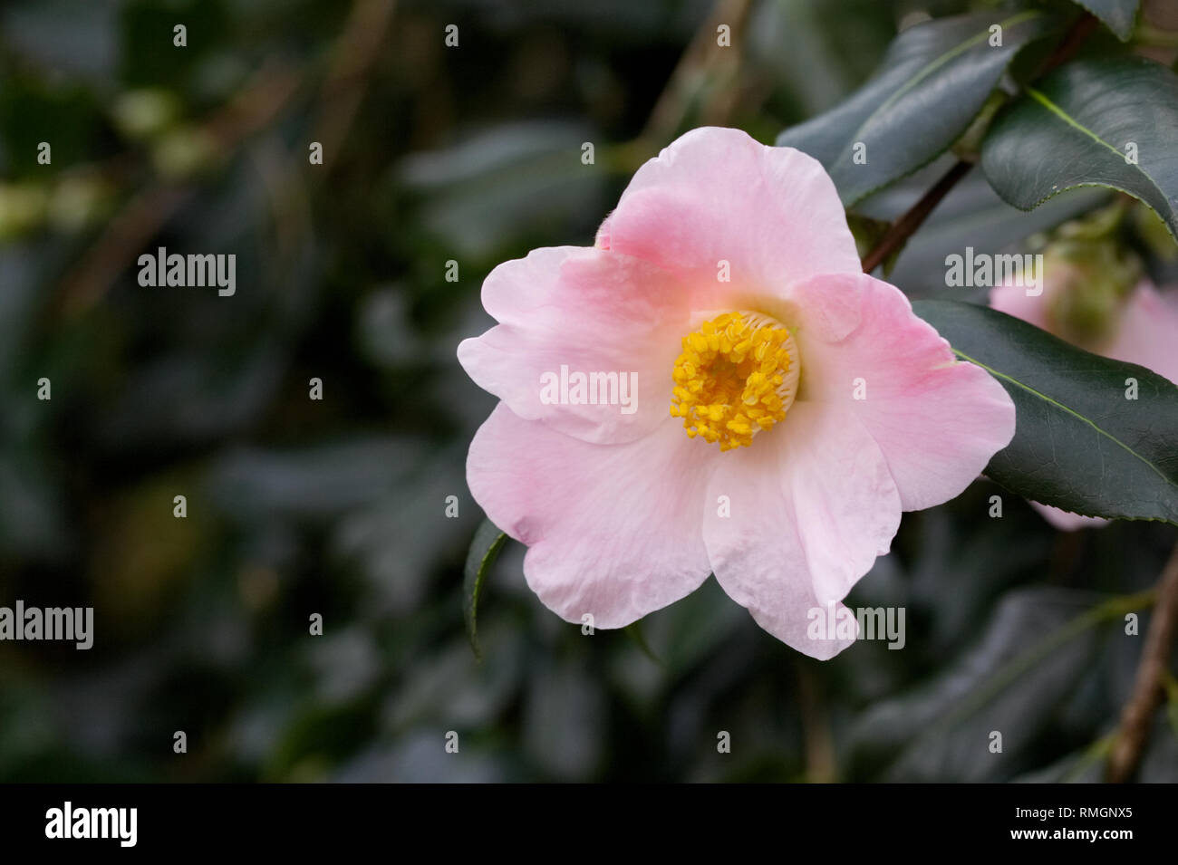 Camellia x williamsii 'J.C. Williams' fleurs. Banque D'Images
