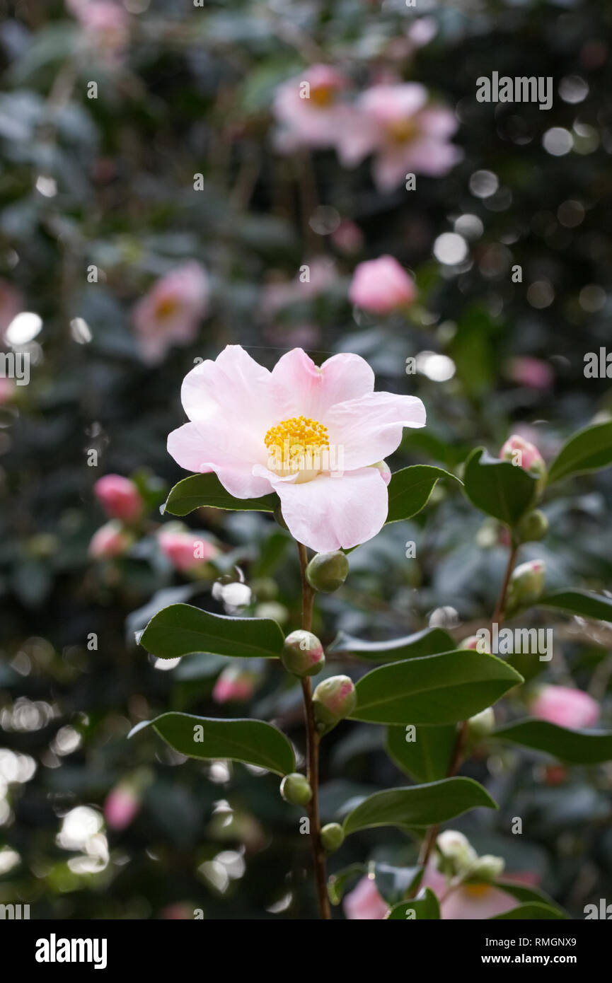 Camellia x williamsii 'J.C. Williams' fleurs. Banque D'Images
