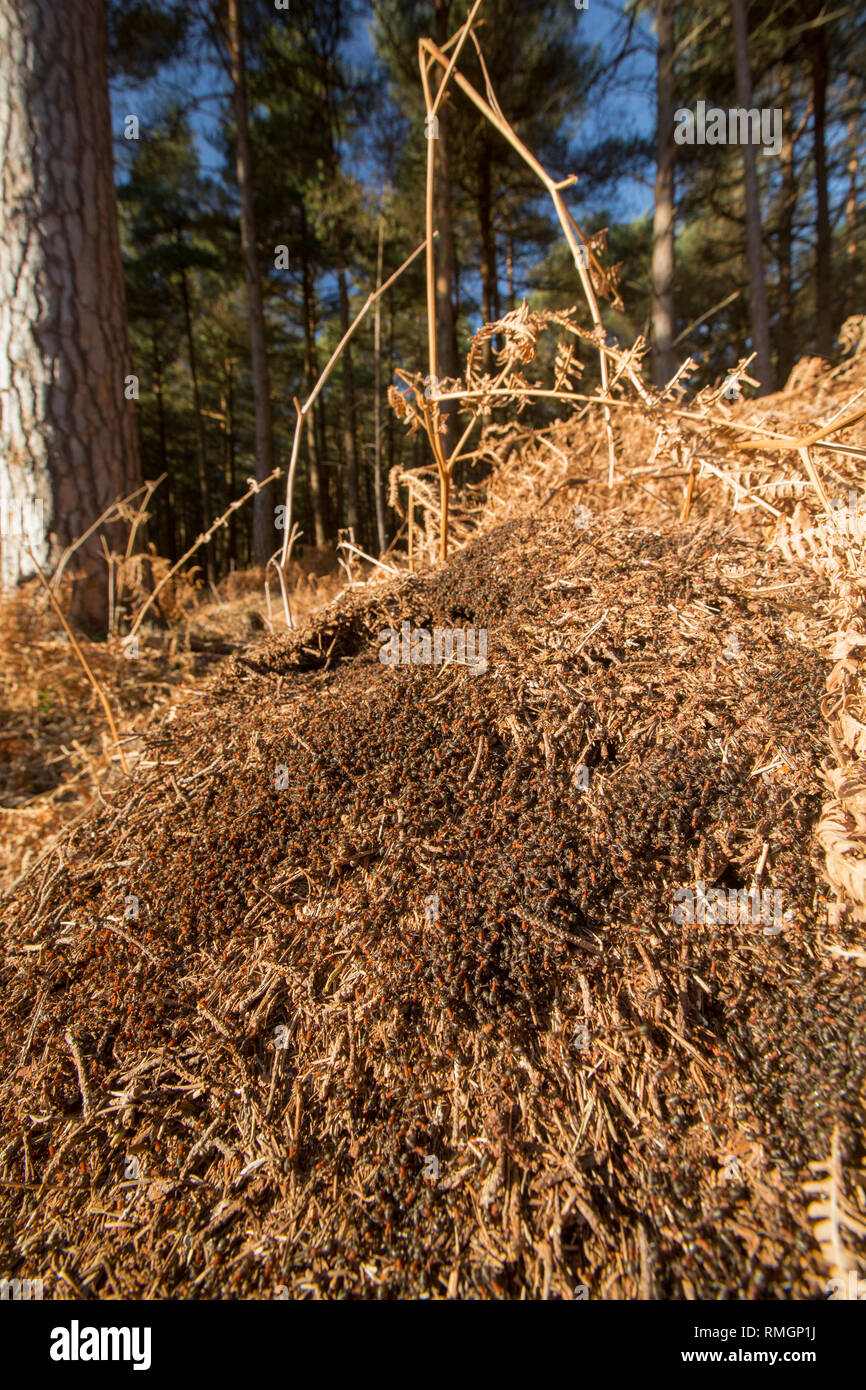 Les fourmis des bois, Formica rufa, dense en nombre en dehors leur nid dans des tons chauds, février soleil. Les fourmis peuvent pulvériser de l'acide formique comme défense contre des agresseurs Banque D'Images