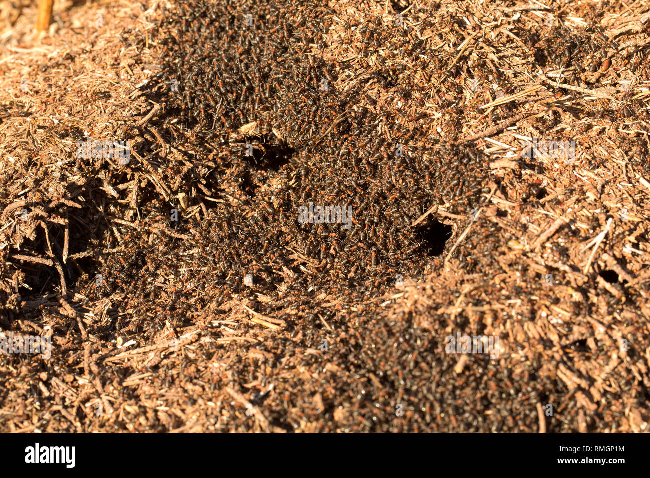 Les fourmis des bois, Formica rufa, dense en nombre en dehors leur nid dans des tons chauds, février soleil. Les fourmis peuvent pulvériser de l'acide formique comme défense contre des agresseurs Banque D'Images