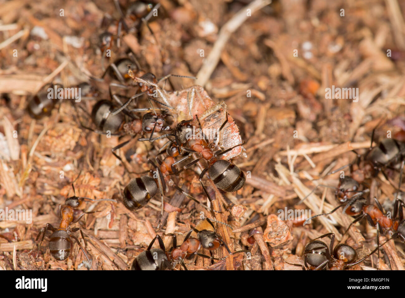 Les fourmis des bois, Formica rufa, à l'extérieur de leur nid en février, chaud soleil avec un bouclier bug qu'ils ont capturés. Les fourmis peuvent pulvériser de l'acide formique comme un mê Banque D'Images