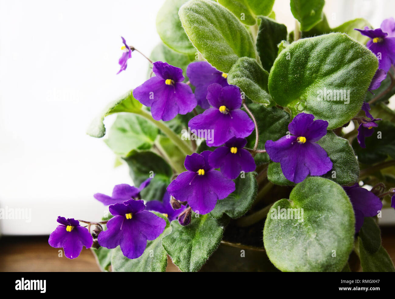 La violette africaine (Saintpaulia en pot) sur le rebord de fenêtre, les plantes d'intérieur. Banque D'Images