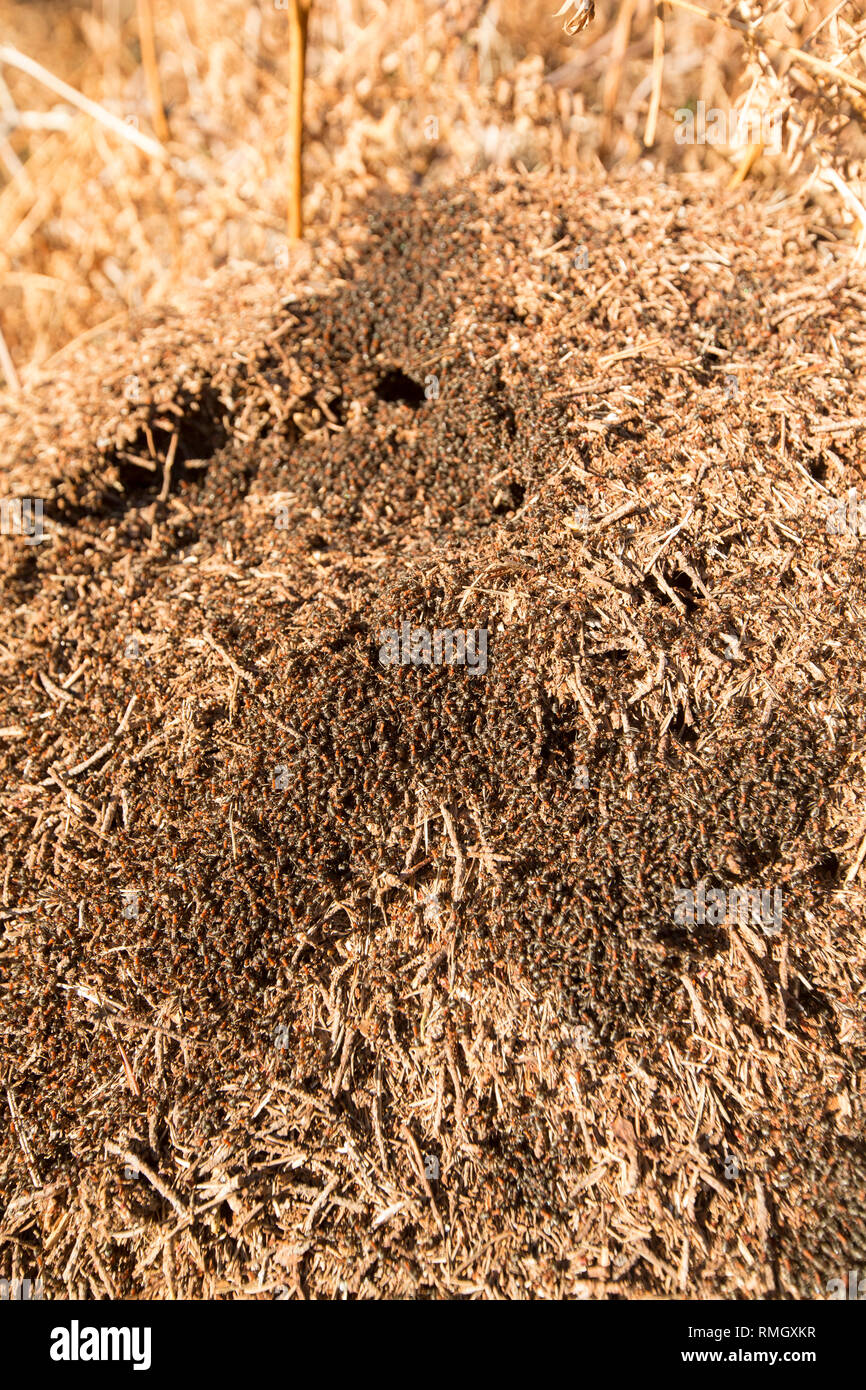 Les fourmis des bois, Formica rufa, dense en nombre en dehors leur nid dans des tons chauds, février soleil. Les fourmis peuvent pulvériser de l'acide formique comme défense contre des agresseurs Banque D'Images