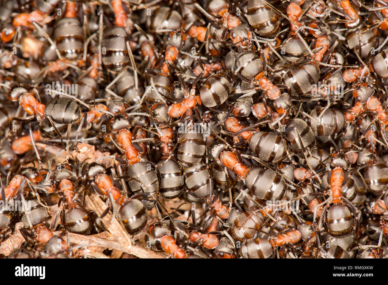 Un gros plan de les fourmis des bois, Formica rufa, dense en nombre en dehors leur nid dans des tons chauds, février soleil. Les fourmis peuvent pulvériser de l'acide formique comme défense aga Banque D'Images