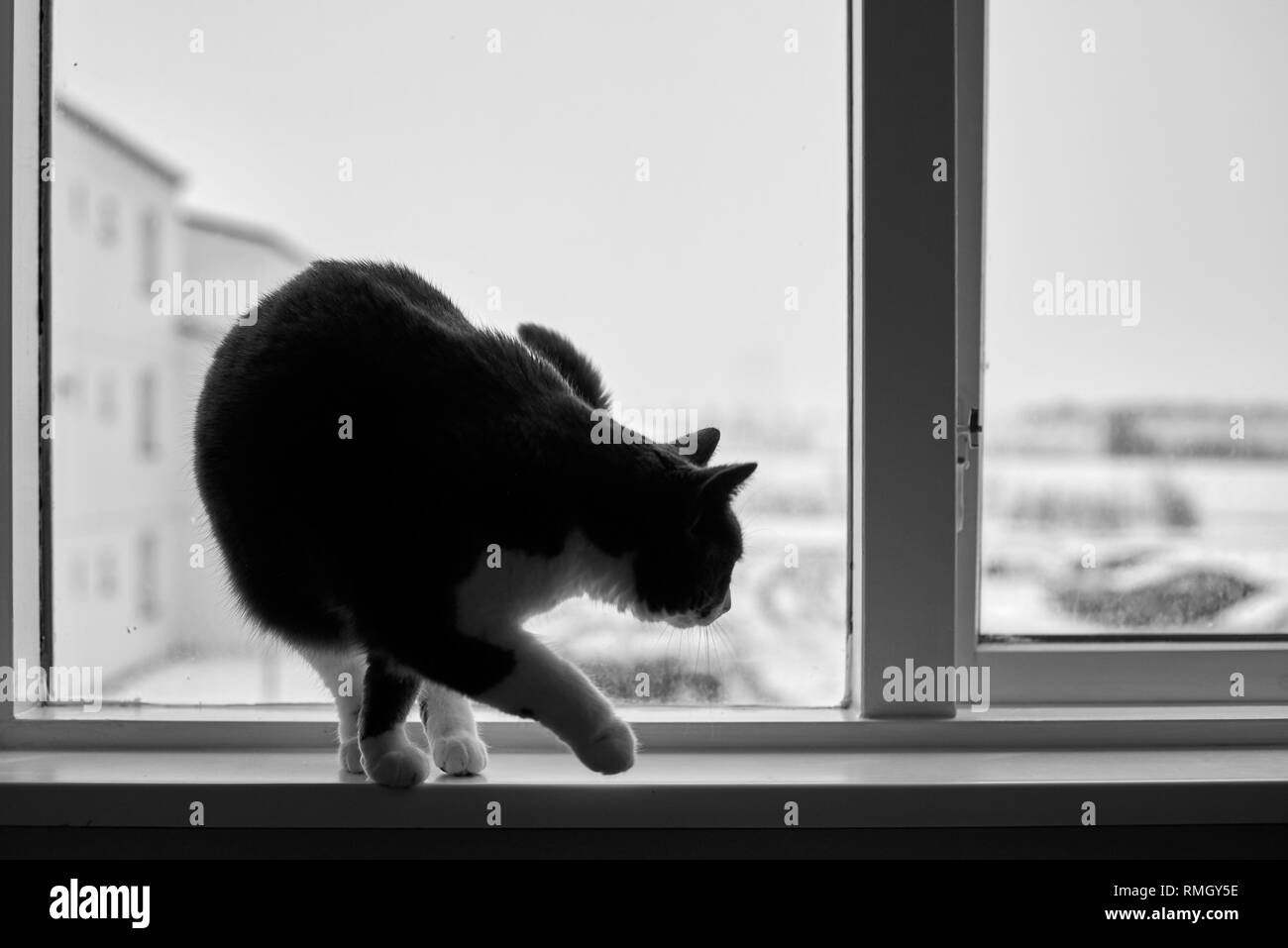 Chat Bicolore Sur Appui De Fenetre Concept Photo Noir Et Blanc Photo Stock Alamy