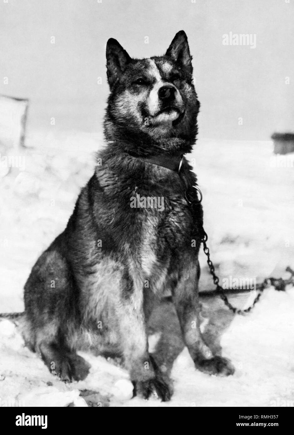 Chris l'un des chiens de traîneau une partie de l'expédition Terra Nova au cours de l'expédition Antarctique Britannique en Antarctique Photo prise 1910 Banque D'Images
