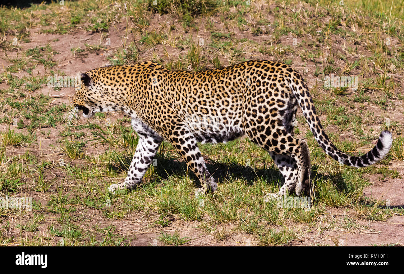 Les prédateurs de la savane. Les grognements de Leopard. Le Kenya, l'Afrique Banque D'Images