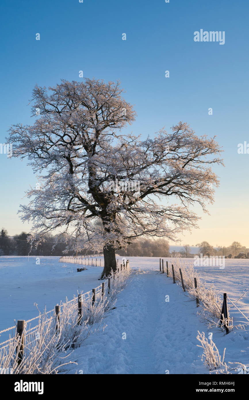 Arbre de chêne dépoli à côté du chemin menant à West Kennet long Barrow dans la neige de l'hiver au lever du soleil. Avebury, dans le Wiltshire, Angleterre Banque D'Images