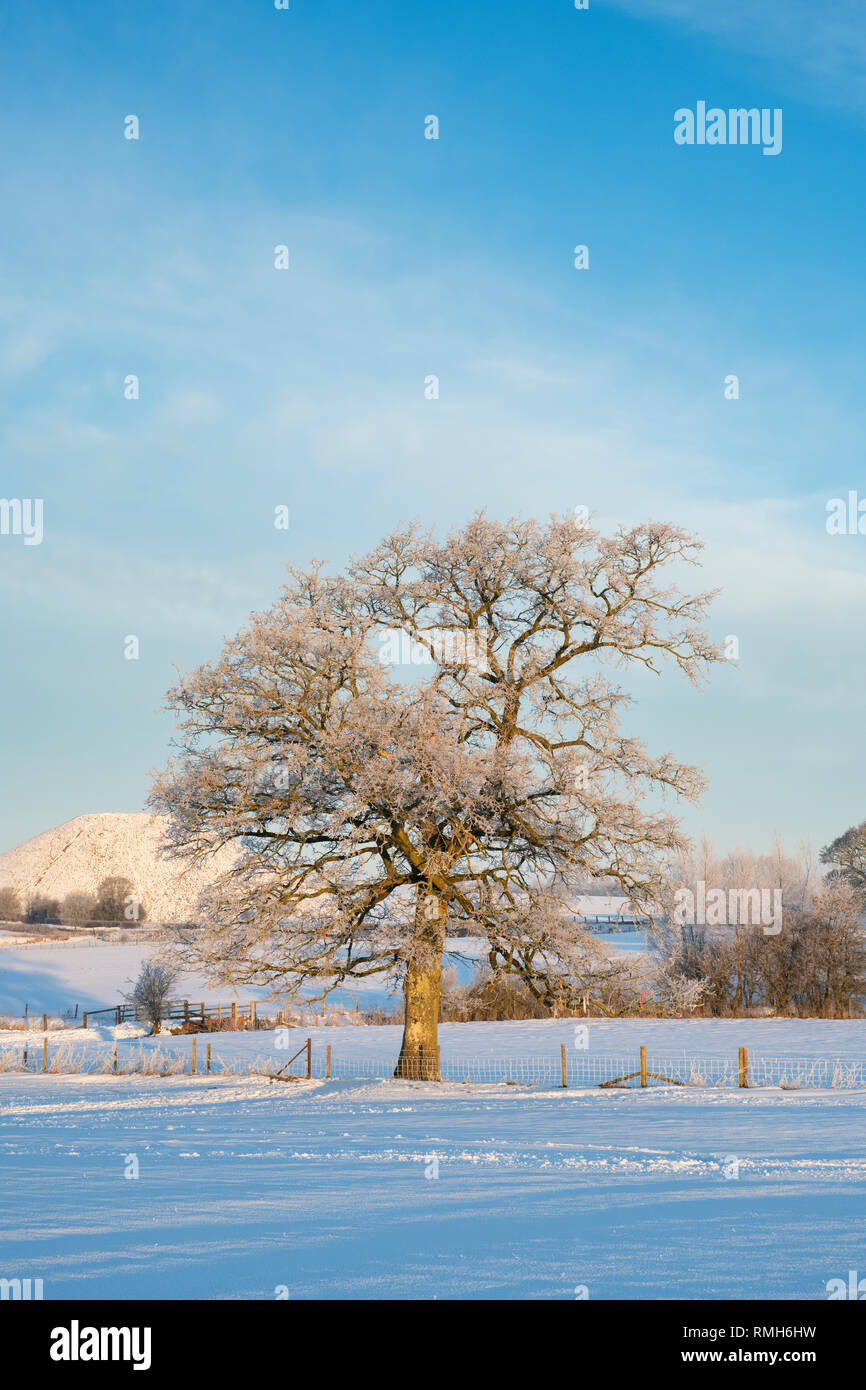 Arbre de chêne dépoli en face de Silbury Hill dans la neige de l'hiver au lever du soleil. Avebury, dans le Wiltshire, Angleterre Banque D'Images