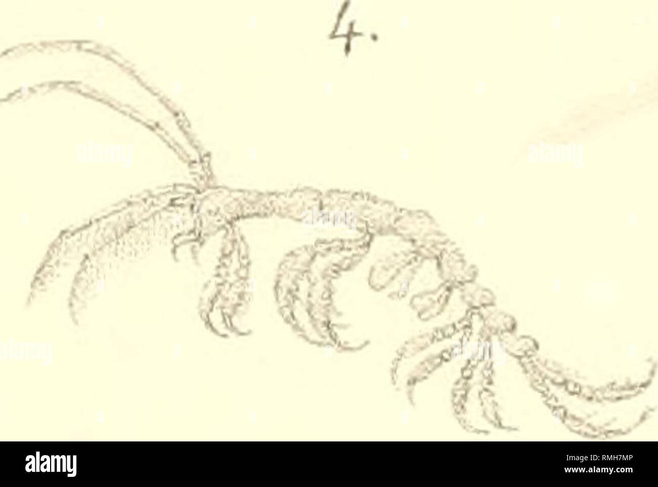. Annotazioni illustranti podottalmi cinquantaquattro espèce di Crostacei, endottalmi succhiatori e del mare Adriatico, certaines delle quali nuove o masculin conosciute. Les crustacés. ^ ^  %é" Sjgs ? ' ?."L ^ ?t&gt ; . &Amp ; N^ ?iff. Veuillez noter que ces images sont extraites de la page numérisée des images qui peuvent avoir été retouchées numériquement pour plus de lisibilité - coloration et l'aspect de ces illustrations ne peut pas parfaitement ressembler à l'œuvre originale.. Nardo, Giovanni Domenico, 1802-1877 ; Reale Istituto Veneto di Scienze, Lettere ed Arti (Venise, Italie). [Venezia, Reale Istituto Veneto di Scienze, lett Banque D'Images