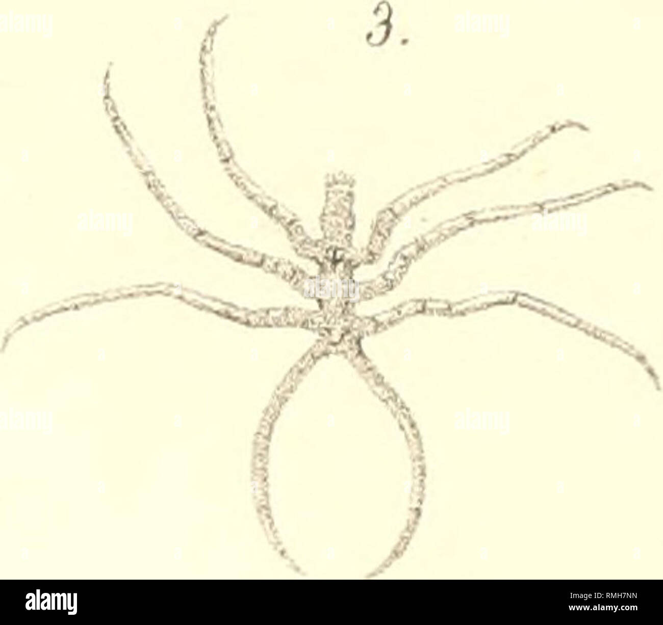 . Annotazioni illustranti podottalmi cinquantaquattro espèce di Crostacei, endottalmi succhiatori e del mare Adriatico, certaines delle quali nuove o masculin conosciute. Les crustacés. &Lt;è&Lt ;^ /., 2. 2.a. Veuillez noter que ces images sont extraites de la page numérisée des images qui peuvent avoir été retouchées numériquement pour plus de lisibilité - coloration et l'aspect de ces illustrations ne peut pas parfaitement ressembler à l'œuvre originale.. Nardo, Giovanni Domenico, 1802-1877 ; Reale Istituto Veneto di Scienze, Lettere ed Arti (Venise, Italie). [Venezia, Reale Istituto Veneto di Scienze, Lettere ed Arti Banque D'Images