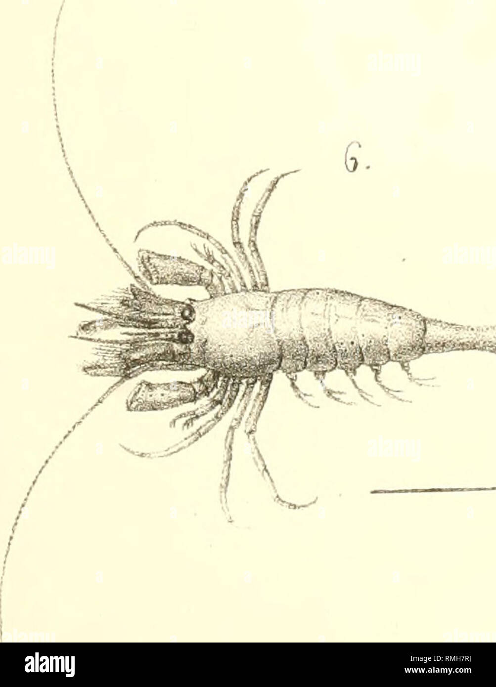 . Annotazioni illustranti podottalmi cinquantaquattro espèce di Crostacei, endottalmi succhiatori e del mare Adriatico, certaines delle quali nuove o masculin conosciute. Crustacea. s.. -^ Tenezia pr. ht ](,Fontana ,. Veuillez noter que ces images sont extraites de la page numérisée des images qui peuvent avoir été retouchées numériquement pour plus de lisibilité - coloration et l'aspect de ces illustrations ne peut pas parfaitement ressembler à l'œuvre originale.. Nardo, Giovanni Domenico, 1802-1877 ; Reale Istituto Veneto di Scienze, Lettere ed Arti (Venise, Italie). [Venezia, Reale Istituto Veneto di Scienze, Lettere ed Arti Banque D'Images