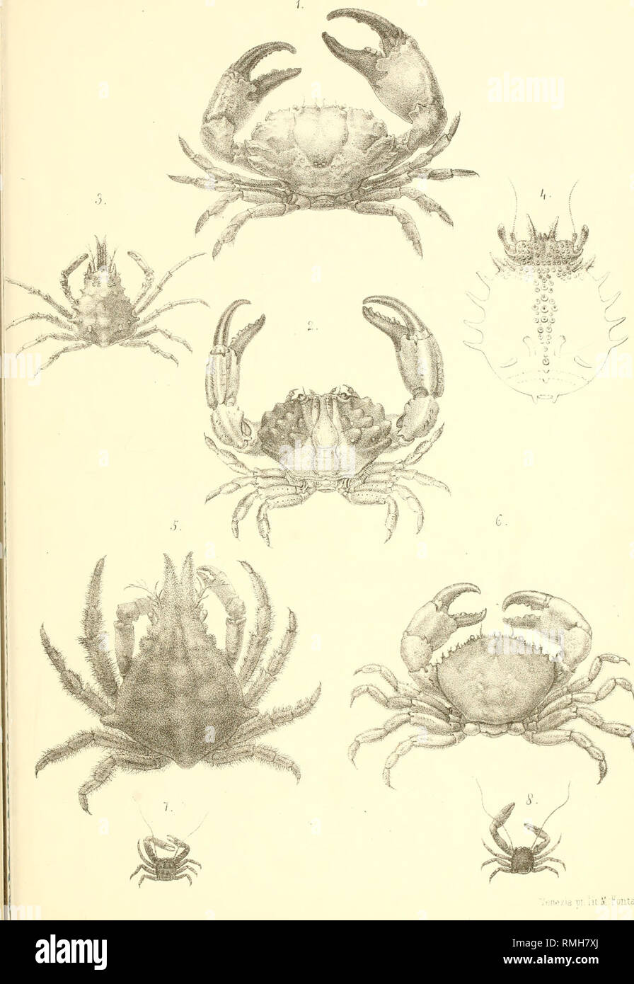 . Annotazioni illustranti podottalmi cinquantaquattro espèce di Crostacei, endottalmi succhiatori e del mare Adriatico, certaines delle quali nuove o masculin conosciute. Les crustacés. ^ìshlniij hmlfi eniom E dd VulXlV TaT.xll. liiie/idx'r. toiita jt li :. Veuillez noter que ces images sont extraites de la page numérisée des images qui peuvent avoir été retouchées numériquement pour plus de lisibilité - coloration et l'aspect de ces illustrations ne peut pas parfaitement ressembler à l'œuvre originale.. Nardo, Giovanni Domenico, 1802-1877 ; Reale Istituto Veneto di Scienze, Lettere ed Arti (Venise, Italie). [Venezia, Reale Istituto vene Banque D'Images