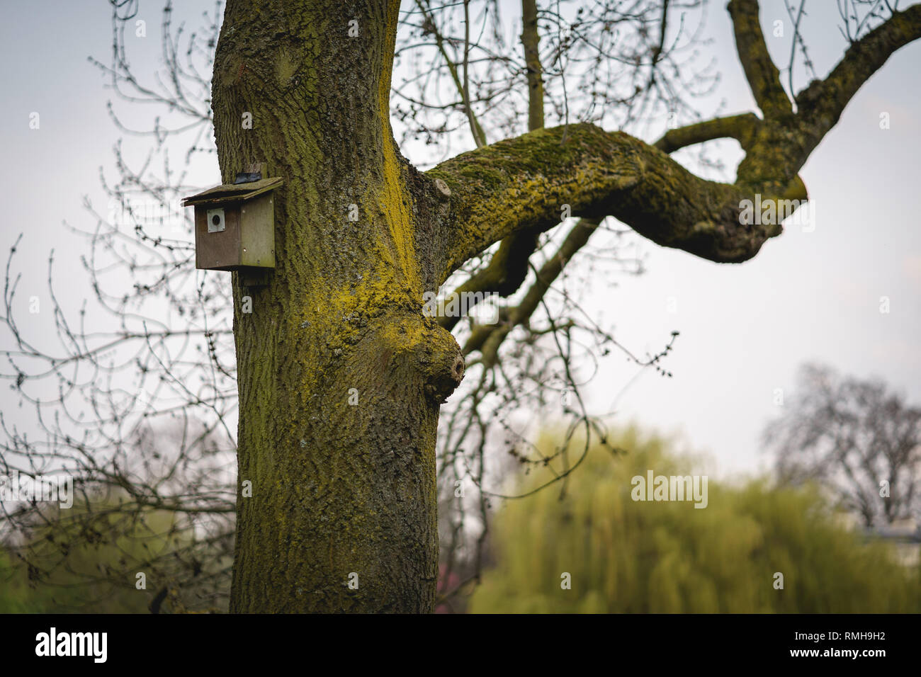 Une maison d'oiseau sur un arbre dans un parc du centre de Londres (UK). Le format paysage. Banque D'Images