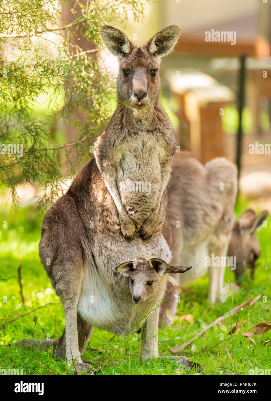 Maman Kangourou Avec Bebe Joey Dans Sa Pochette Dans L Etat Sauvage Dans Les Grampians Australie Photo Stock Alamy Maman Kangourou Avec Bebe Joey Dans Sa Pochette Dans L Etat Sauvage Dans Les Grampians Australie Photo Stock Alamy