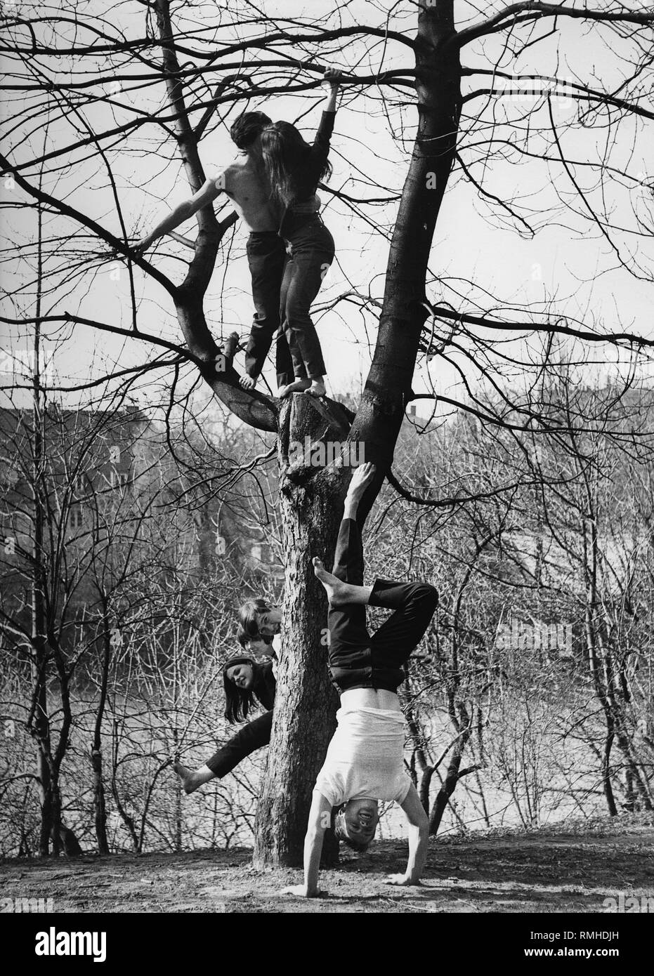 Les étudiants américains d'escalade sur un arbre à Munich. Banque D'Images
