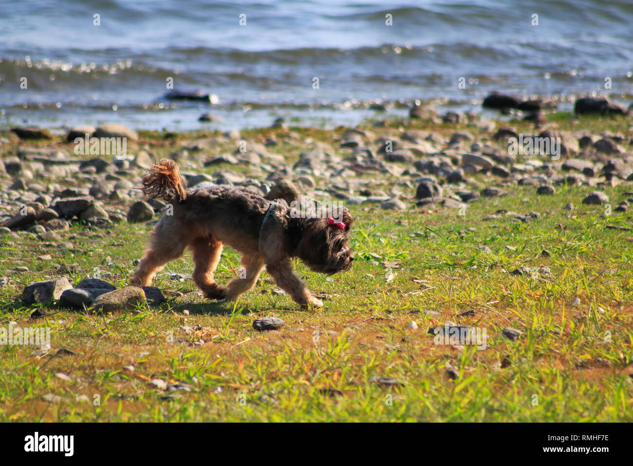 Yorkshire Terrier, mit roter Schleife dans den Haaren, tummelt sich am am Ufer vom Banque D'Images