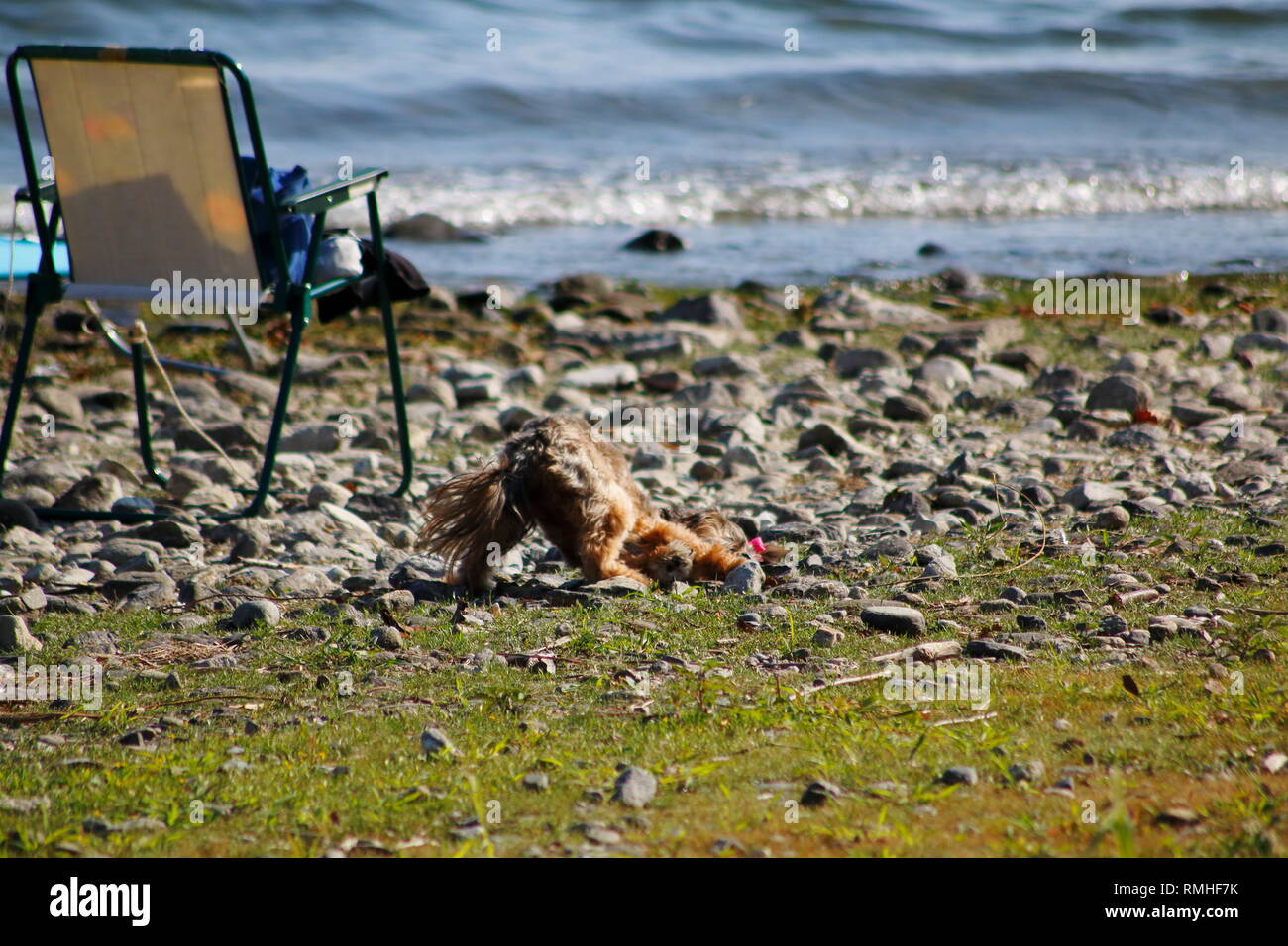 Yorkshire Terrier, mit roter Schleife dans den Haaren, tummelt sich am am Ufer vom Banque D'Images