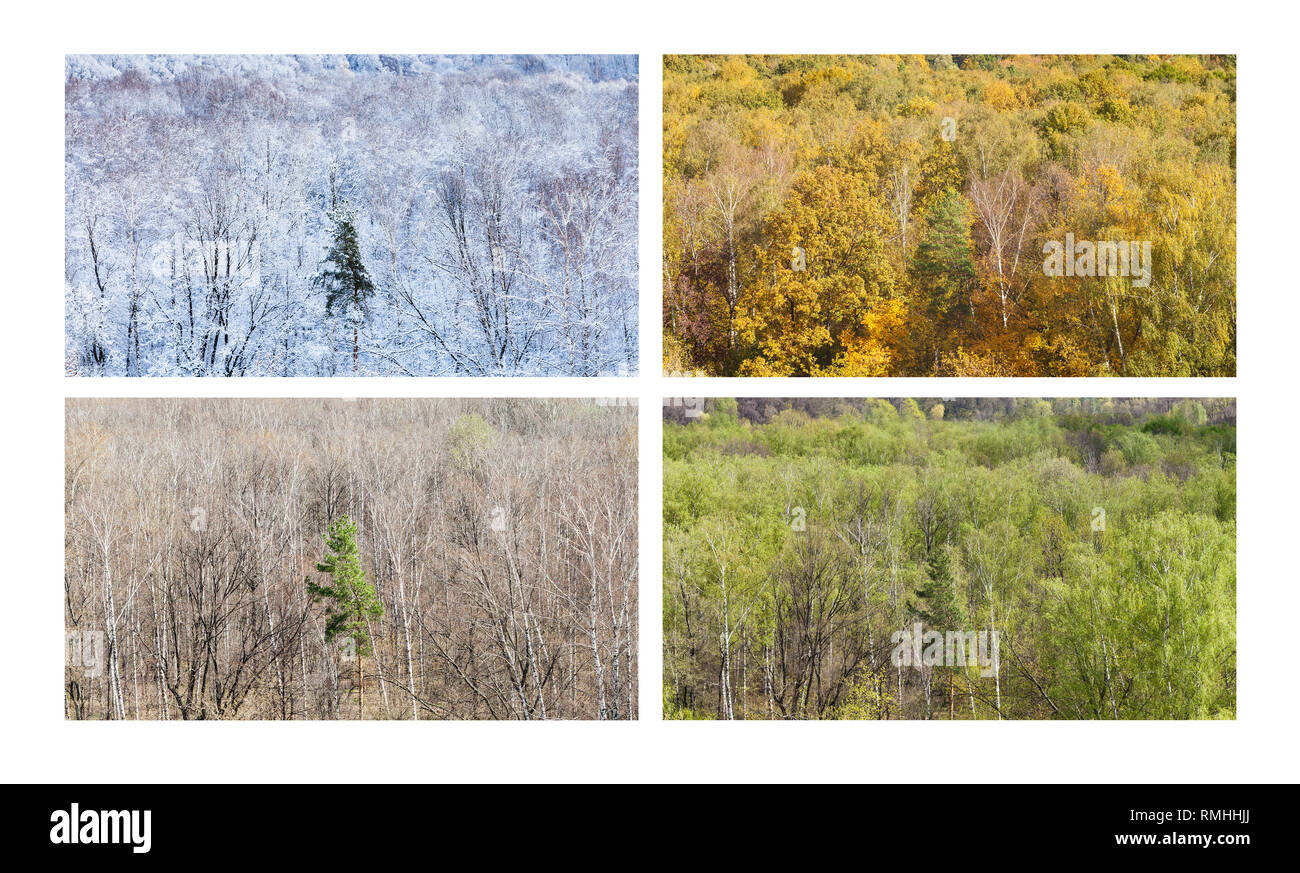 Collage à partir de vues aériennes de forêt avec pine tree en quatre divisions de l'année (hiver, automne, printemps, été) Banque D'Images