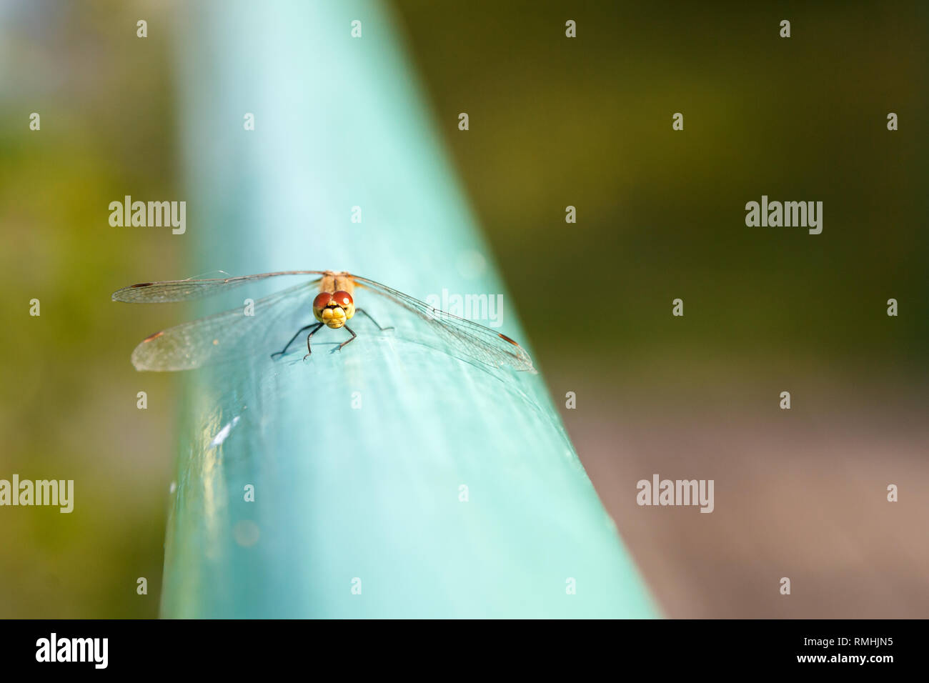 La libellule est assise sur la surface bleue, vous sourit. Portrait de dragonfly close-up. Banque D'Images