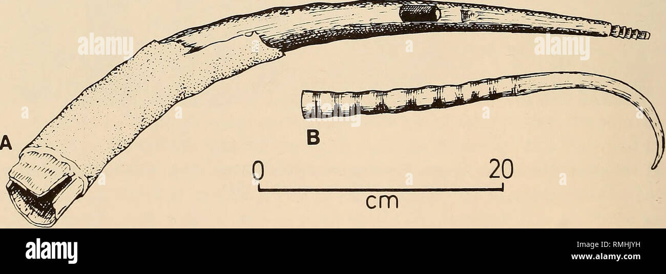 . Annales du Musée de l'Afrique du Sud  = Annale van die Suid-Afrikaanse Museum. L'histoire naturelle. 166 ANNALES DE LA SOUTH AFRICAN MUSEUM Musical instruments 1. La trompette corne traditionnelle pour faire une phalafhala trompette (Fig. lOlA) a été celle de l'antilope-sable à partir de laquelle l'instrument tire son nom, mais les cornes de koudou ont également été utilisés. La corne a été laissé à sécher jusqu'à ce que le noyau se sont détachées et était facile à enlever. Une embouchure a été sculpté dans le côté de la corne à l'endroit où le creux est plus faible, c'est à dire juste avant l'embout solide commence. Si la corne a montré des signes de séparation c'était streng Banque D'Images