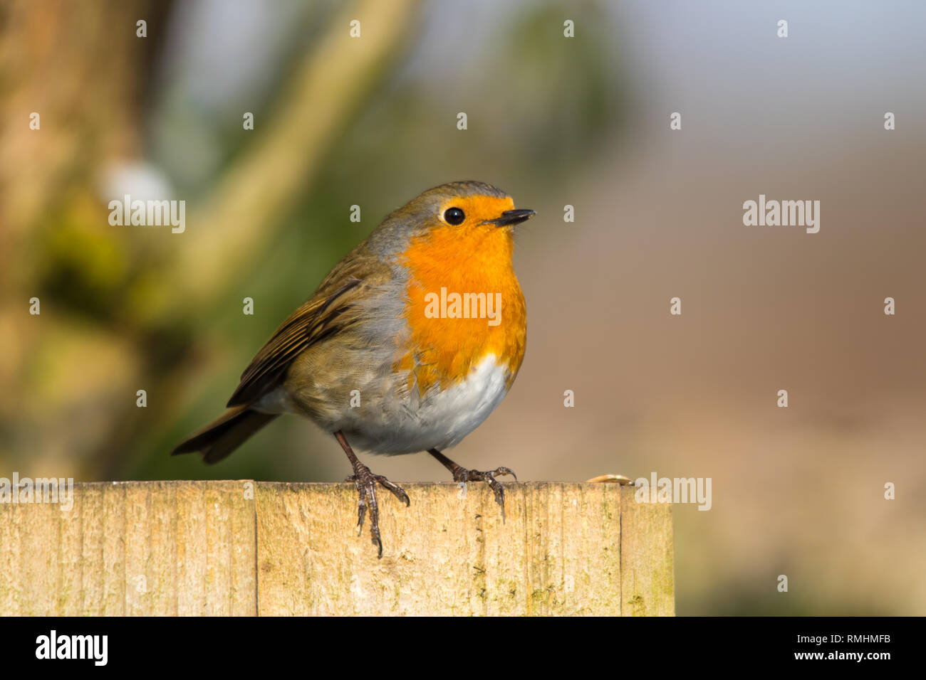European Robin (Erithacus rubecula aux abords) dans le jardin Banque D'Images