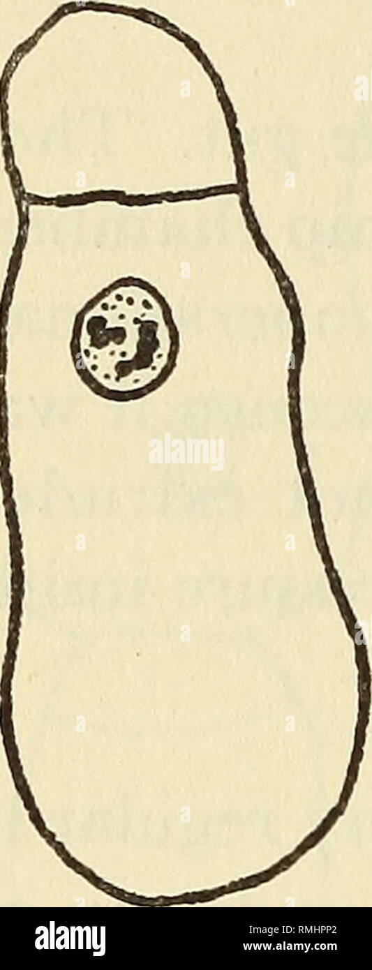 . Annales du Musée de l'Afrique du Sud  = Annale van die Suid-Afrikaanse Museum. L'histoire naturelle. 402 ANNALES DE LA SOUTH AFRICAN MUSEUM Gregarina impetuosa n. sp. Fig. 8-io5 nd. Tous les spécimens de cette espèce ont été trouvés dans la partie antérieure mésentéron de l'hôte. C'est un petit gregarine avec un septum et bien marqué, à l'endroit de qui il y a une légère constriction de l'epicyte. Le sporonts matures sont bi- et associatifs le cephalonts ont une epimerite en forme de bouton sur un court pédoncule. Le plus caractéristique de cette espèce est son activité ; le sporonts 1100 transmet à travers une diapositive couverts dans l'intestin de Banque D'Images