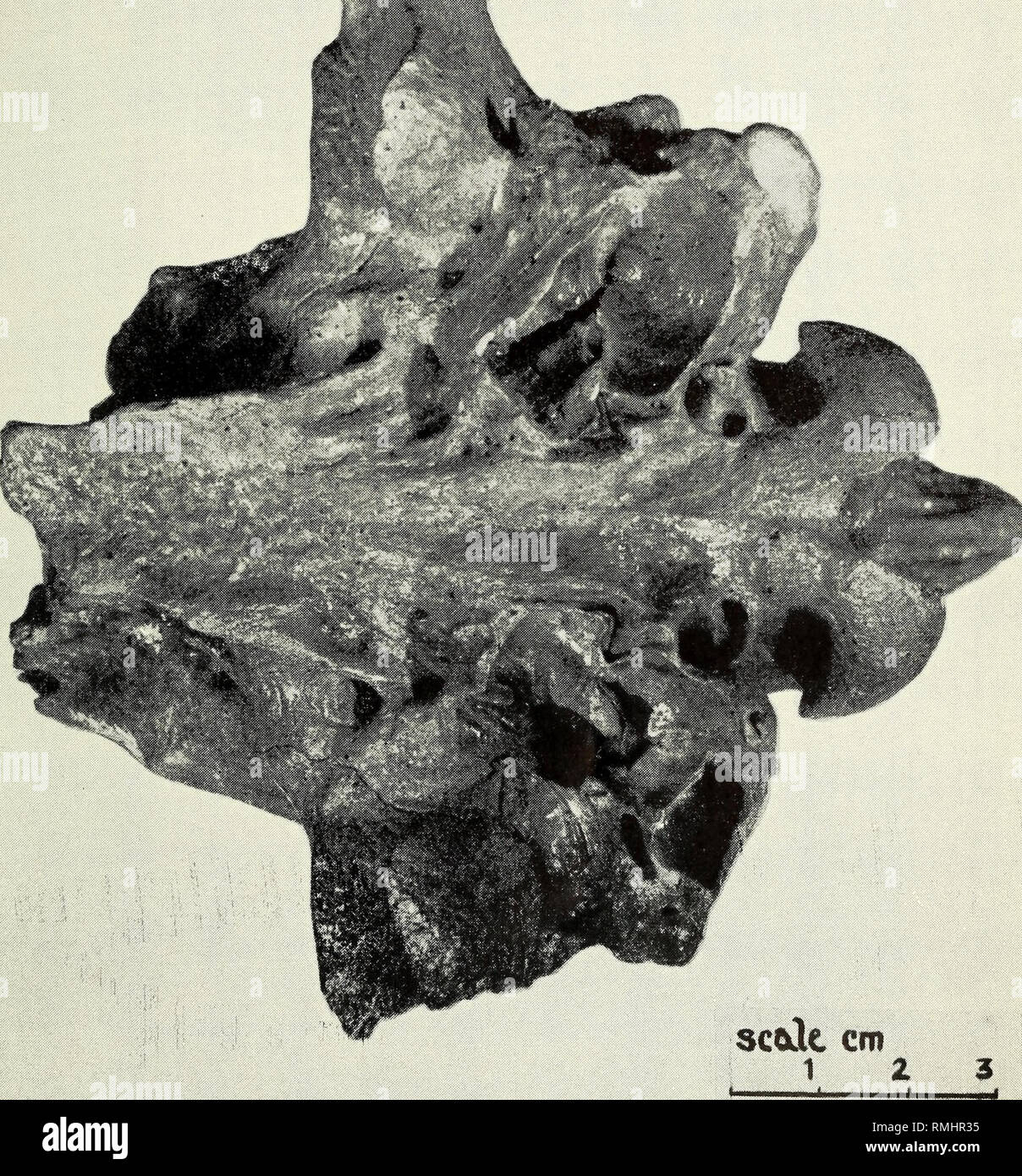 . Annales du Musée de l'Afrique du Sud  = Annale van die Suid-Afrikaanse Museum. L'histoire naturelle. Ann. S. Afr. Mus., Tome XLII XXIX de la plaque. XXIX de la plaque. Crocuta spelaea Goldf. Vue ventrale d'échantillon E.C.i.. Veuillez noter que ces images sont extraites de la page numérisée des images qui peuvent avoir été retouchées numériquement pour plus de lisibilité - coloration et l'aspect de ces illustrations ne peut pas parfaitement ressembler à l'œuvre originale.. South African Museum. Cape Town : Le Musée Banque D'Images