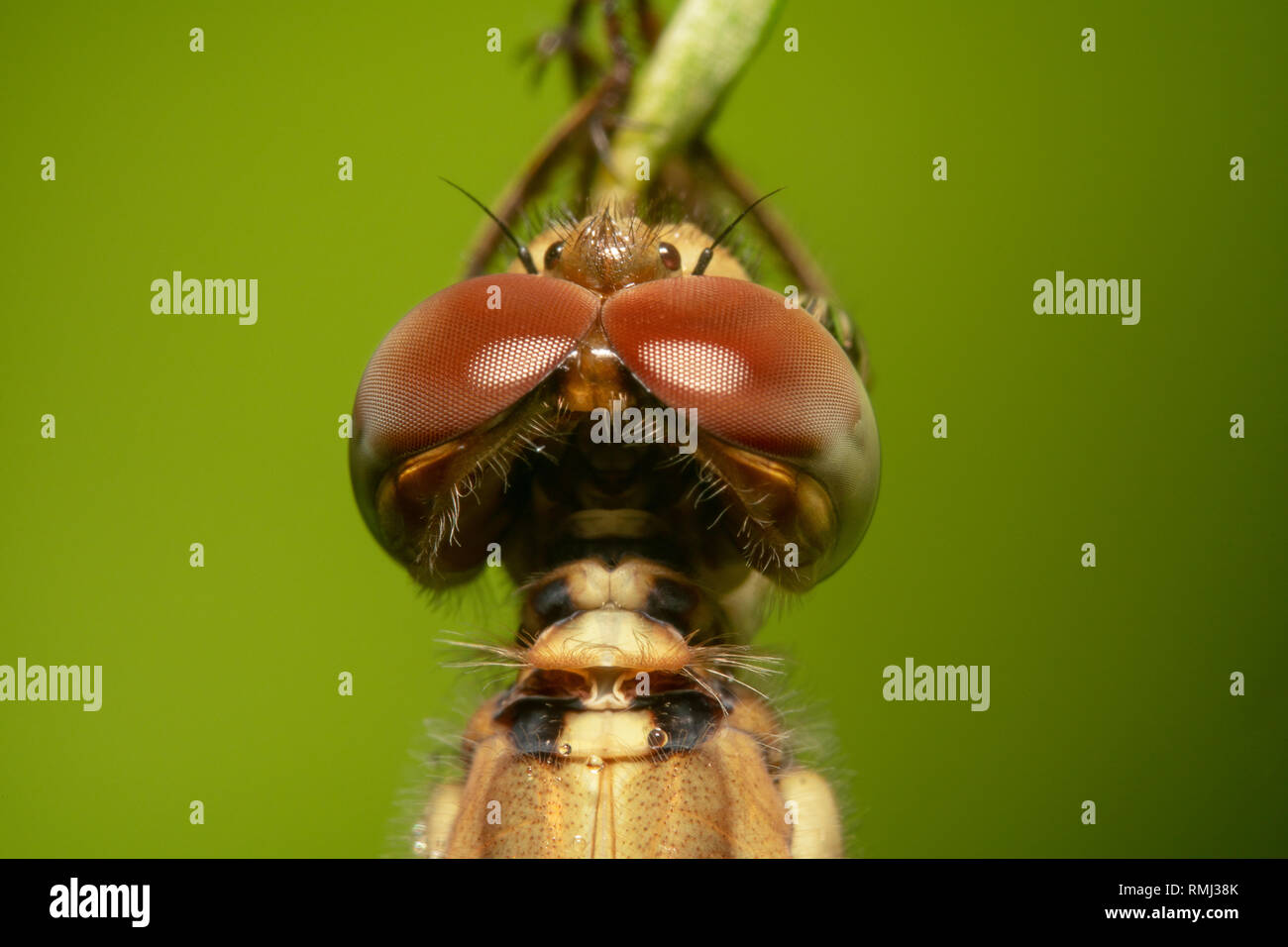 Le planeur d'errance globe globe skimmer-wanderer Nom scientifique-Pantala flavescens accrochés sur une plante verte head shot haut afficher Banque D'Images