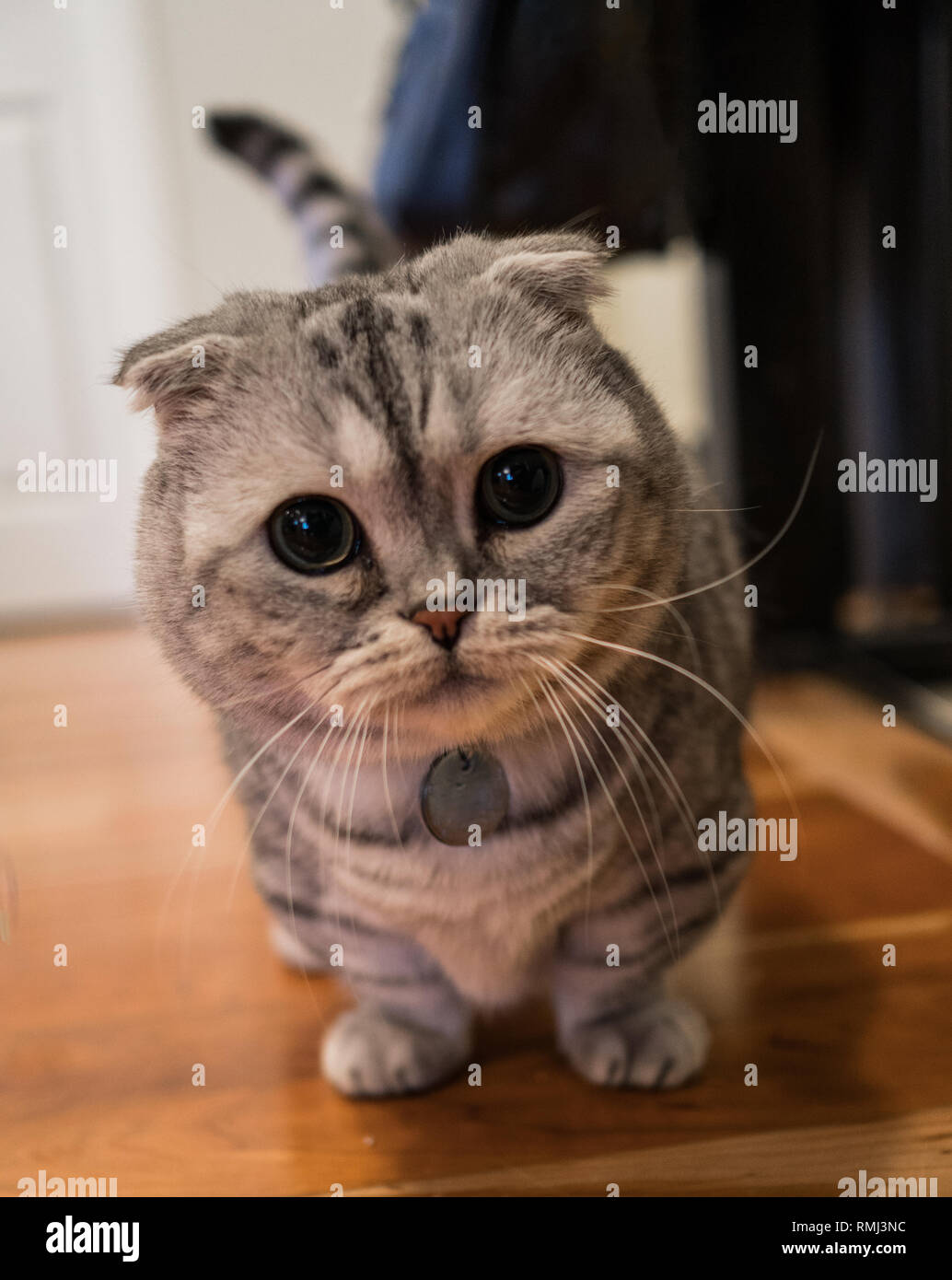 Adorable jeune blanc et gris Scottish Fold munchkin cat. Banque D'Images